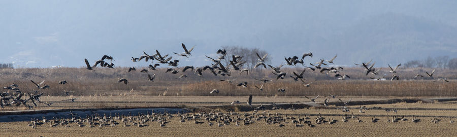 Flock of birds on a field