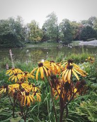 Close-up of yellow flowers blooming in lake