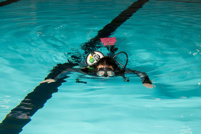 Close-up of turtle swimming in pool