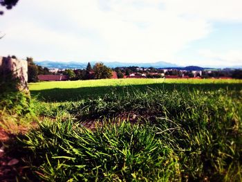 Scenic view of grassy field against sky