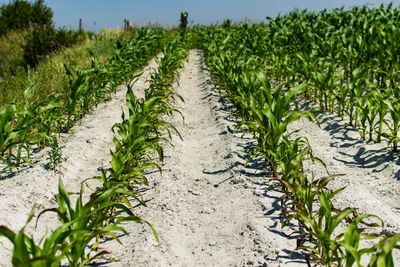 Plants growing on field
