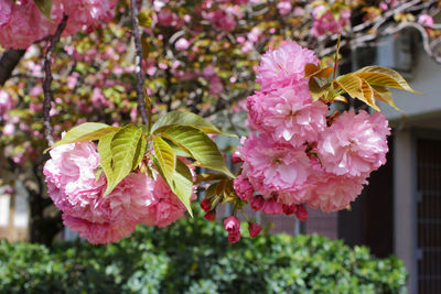 Hanami in Rome