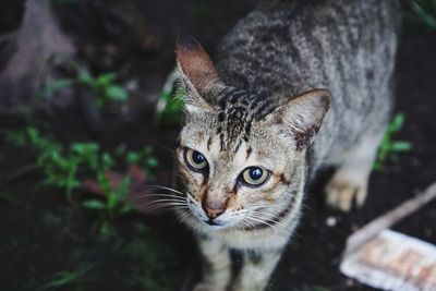 Close-up portrait of a cat