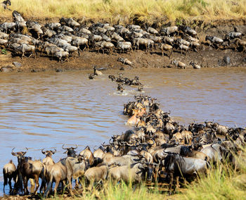 Flock of wild animals on field