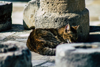 Cat resting on rock