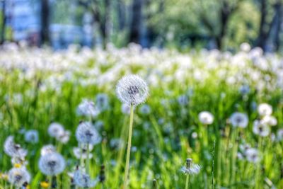 Close-up of white dandelion flower on field