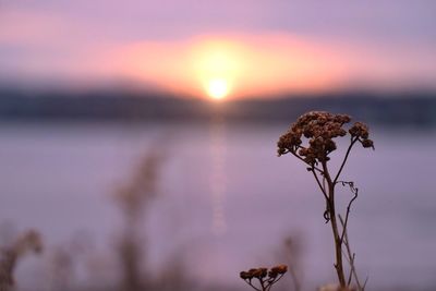 Close-up of wilted plant on land against sky during sunset