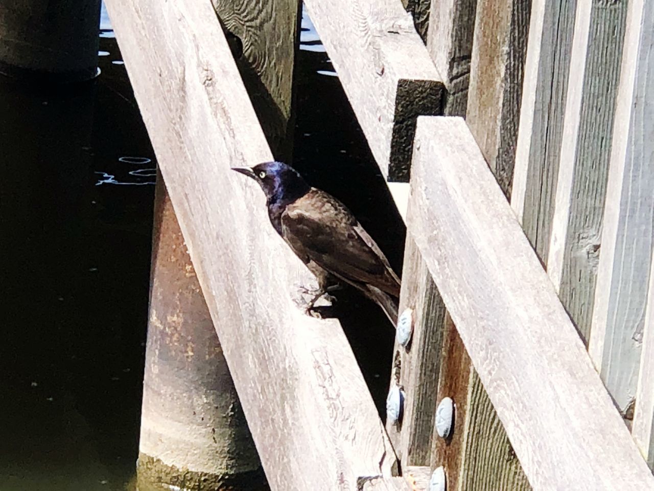 CLOSE-UP OF BIRD PERCHING ON RAILING