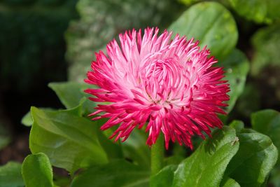 Close-up of pink flower