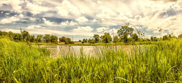 Scenic view of field against sky