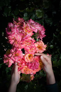 Close-up of hand holding pink rose at night