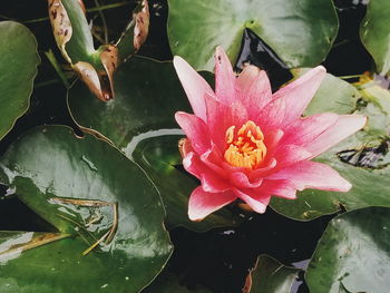 Close-up of pink water lily blooming in lake