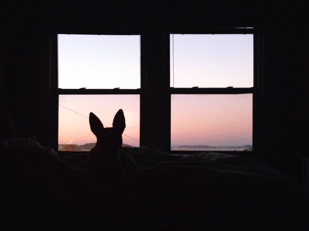 indoors, silhouette, window, copy space, sitting, looking through window, pets, relaxation, home interior, dark, lifestyles, glass - material, one animal, men, animal themes, sunset, standing, outline