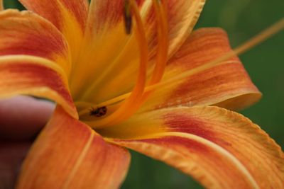 Close-up of day lily blooming outdoors