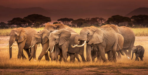 Elephant walking in a field