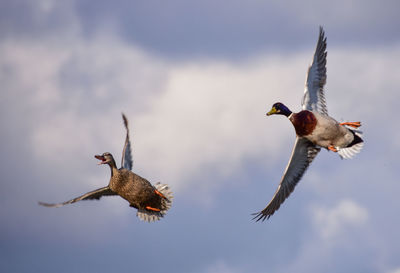 Low angle view of ducks flying against sky