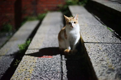 Portrait of cat sitting on footpath