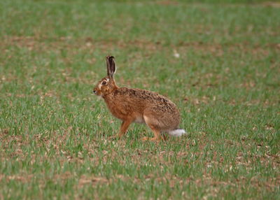 Side view of a reptile on field
