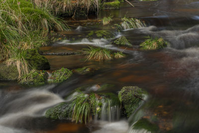 Scenic view of waterfall in forest