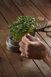 Two hands cutting cress with scissors on wooden table