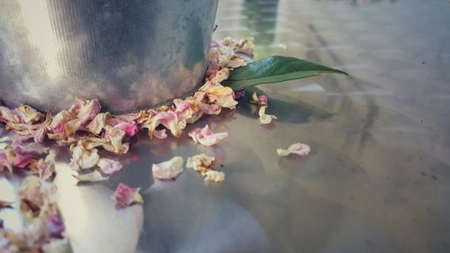 Close-up of flowers