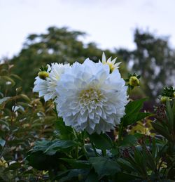 Close-up of flowers blooming in spring