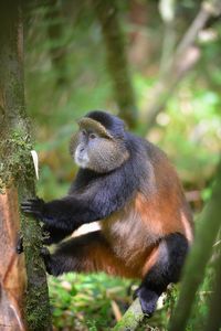 Close-up of gorilla sitting on land in forest