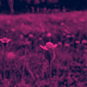 Close-up of pink flowering plant in field