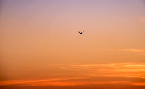 Silhouette bird flying in sky during sunset