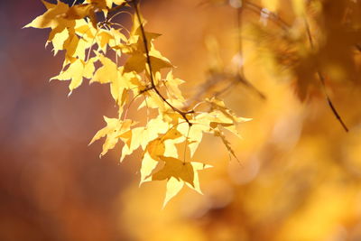 Close-up of maple leaves against blurred background