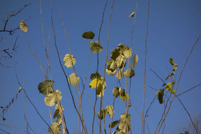 Low angle view of flowering plants against blue sky