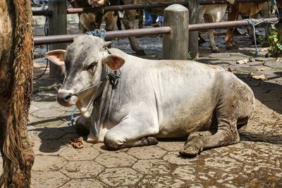 Close-up of cow relaxing on a land at cattle market