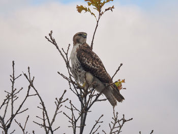 Low angle view of eagle perching on branch