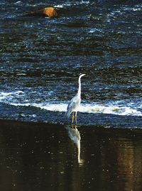 High angle view of gray heron on lake