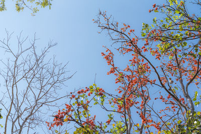 Low angle view of flowering plants against clear sky