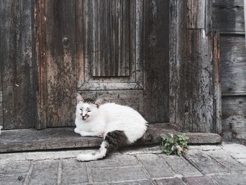 Cat resting by closed door