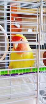 Close-up of parrot in cage