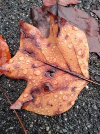 High angle view of raindrops on maple leaf