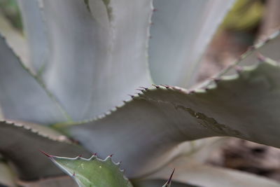 Close-up of succulent plant