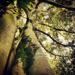 Low angle view of tree