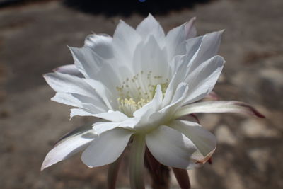 Close-up of white flower