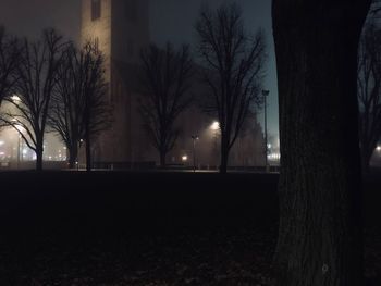 Bare trees at night