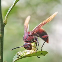 Close-up of insect on plant