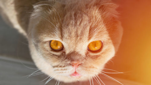 Scottish fold cream tabby cat in profile looks up at sunlight on gradient orange
