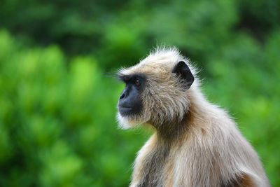 Close-up of a monkey looking away