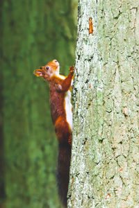 Close-up of squirrel perching on tree trunk