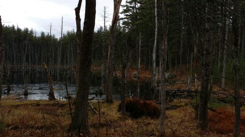 Trees in forest