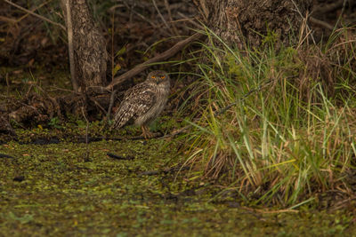 View of bird in the forest