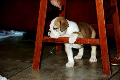 Dog sitting on floor