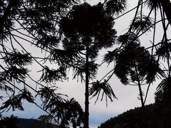 Low angle view of trees against sky